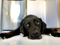 c774dcc197ee165429ce2789491fb96a