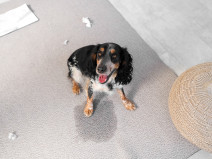 110f5b2250060f56f0bbf530dbc2bfef