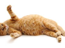 a8eec6943d111fd28e51ab1c577f8deb