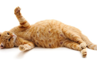 a8eec6943d111fd28e51ab1c577f8deb