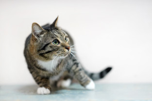 a5fd55452460b39c4b55d61cb7ac1e54