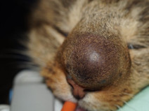 d2f45306646aa78ed5fe8f64153fa299