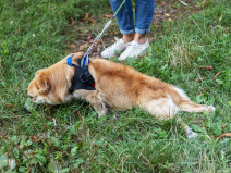 460a6c09907a7556aa7c5692bd6ebde4