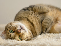 2d3f499563e0ea7999596aa8d72c76b1