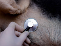 27e10d33e441d9e2477efd2c18526bf8