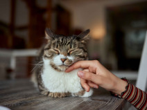 8f19bb14144bc8c4a659770a3187542a