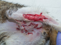 123f2538bec30fef372037d2d0b931b0