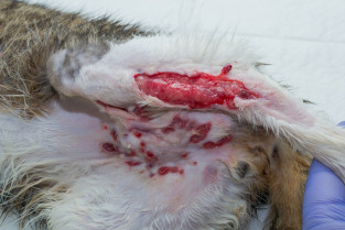 123f2538bec30fef372037d2d0b931b0