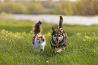 f7a81ff6ae4e771a57ab81a12f188e11