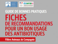 fiches-recommandations-usage-antibiotiques